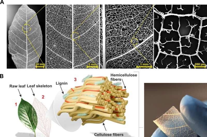 Computación con gotas: circuitos biodegradables que respiran como la naturaleza