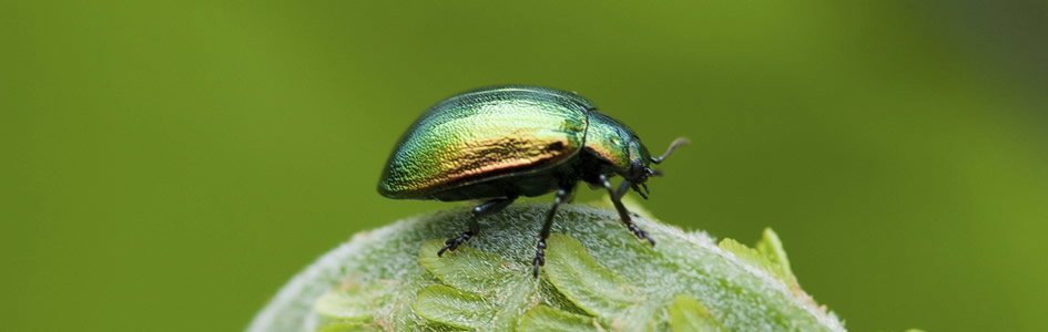Inteligencia de enjambre: cuando insectos resuelven problemas logísticos