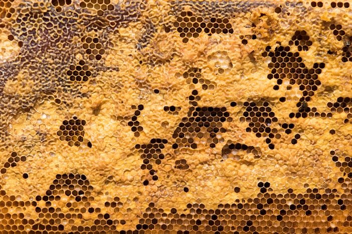 La danza de las abejas: cómo inspira algoritmos para redes descentralizadas