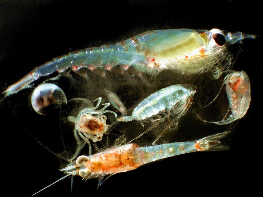 Plancton: el secreto oceánico que revoluciona la IA