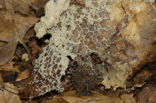 Slime mold: redes más eficientes que algoritmos humanos