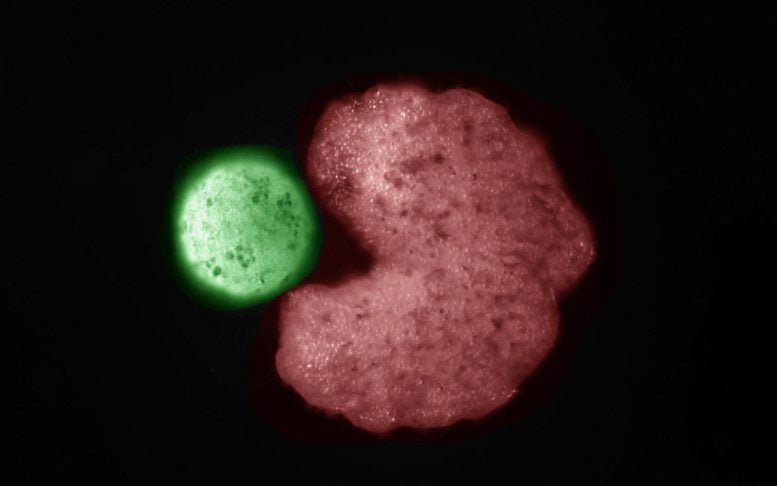 Xenobots: Robots vivos que fusionan biología e IA
